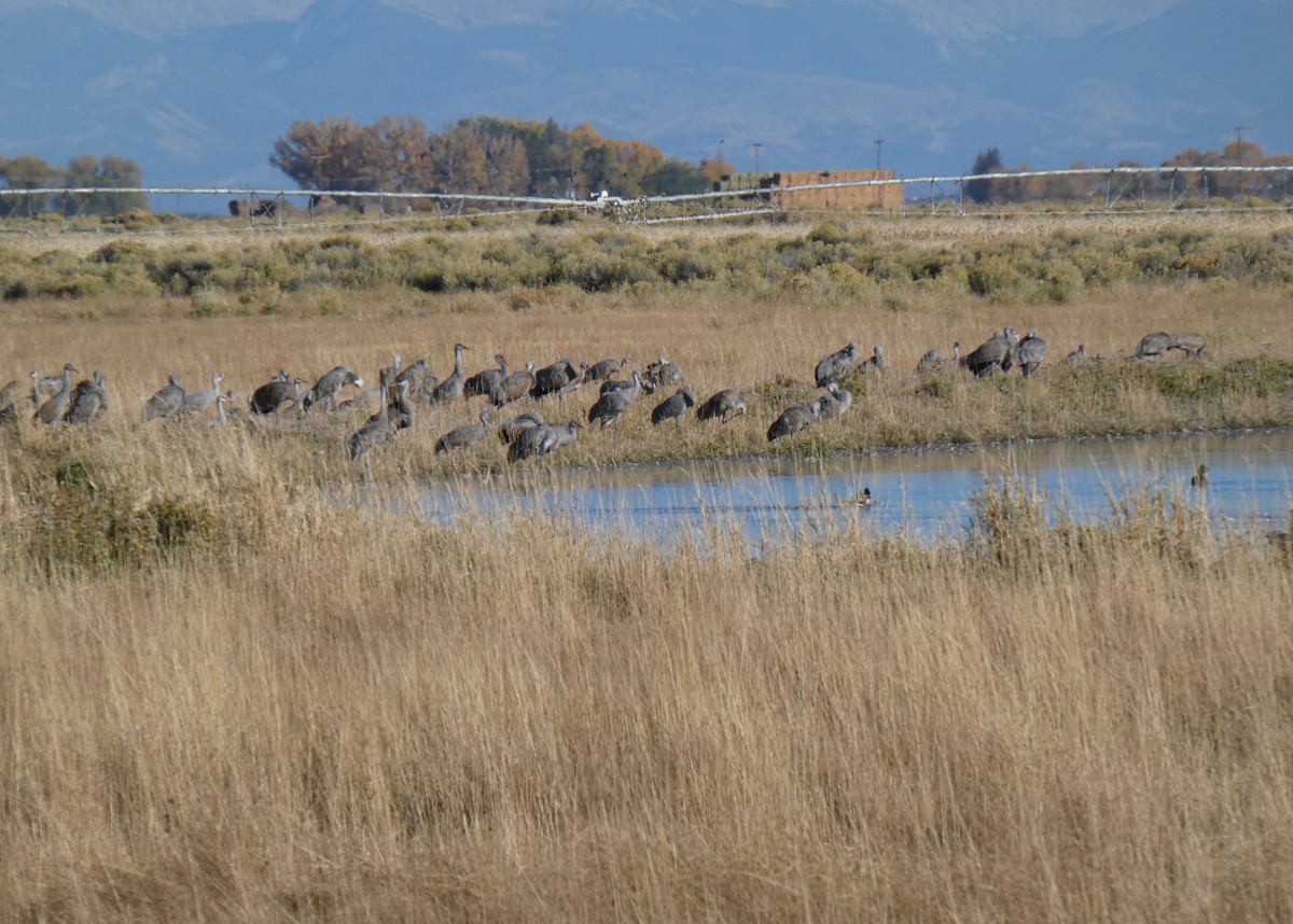 jeřáb kanadský - ML611952139