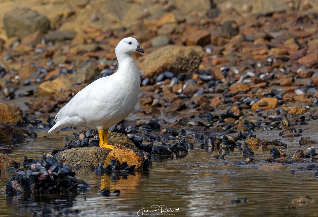 Kelp Goose - JUAN PABLO  RIDER LEGISOS