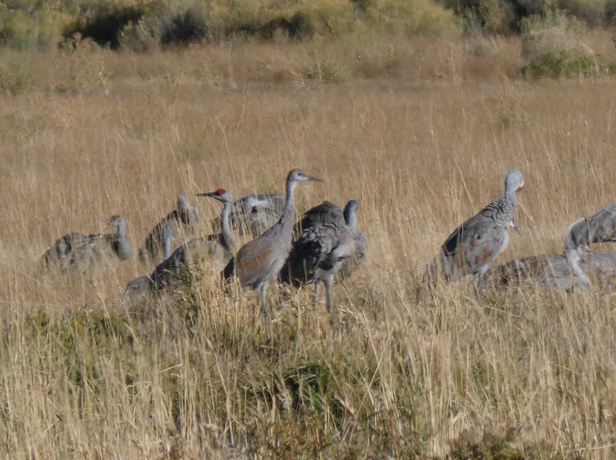 Sandhill Crane - ML611952142