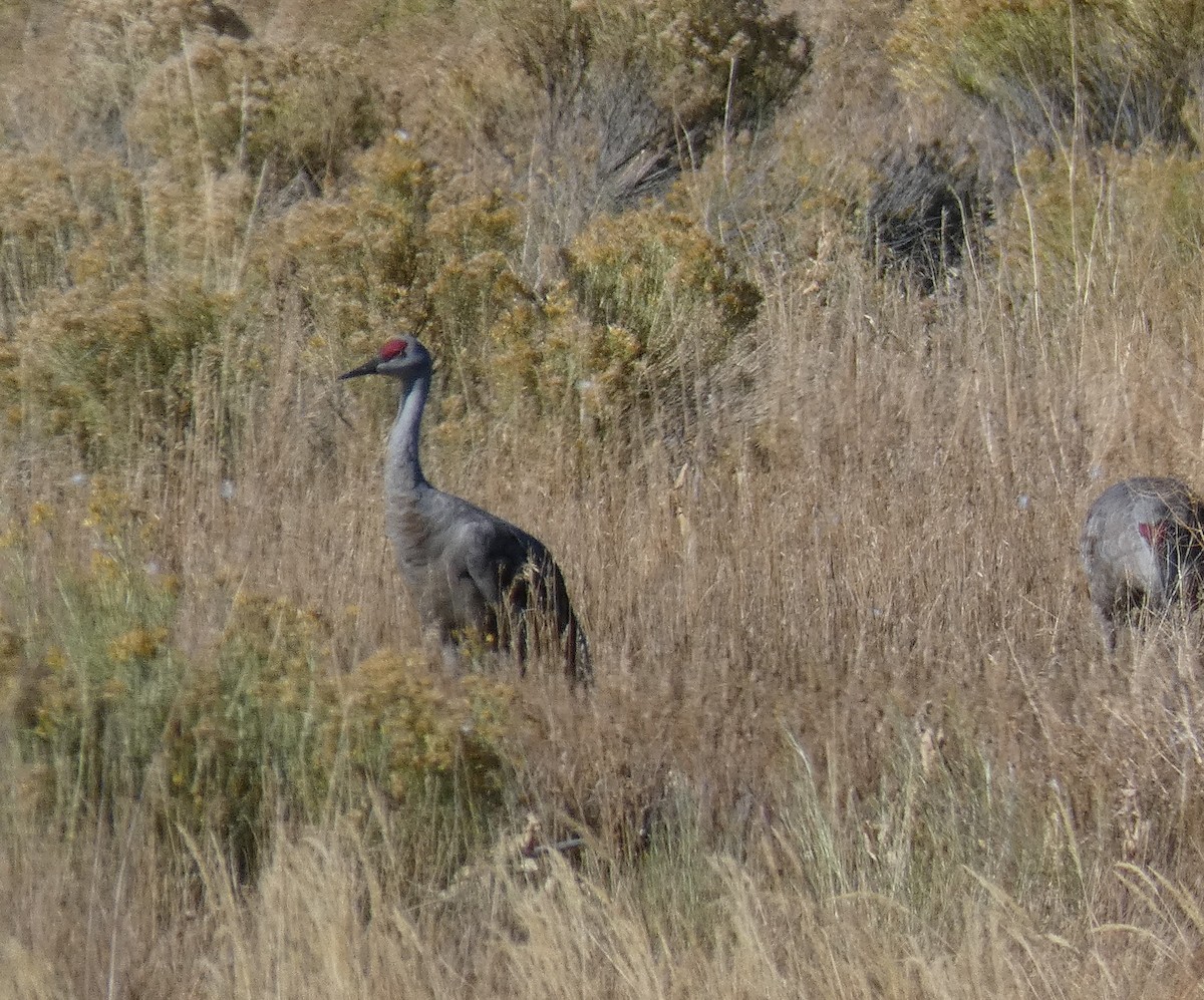 jeřáb kanadský - ML611952153
