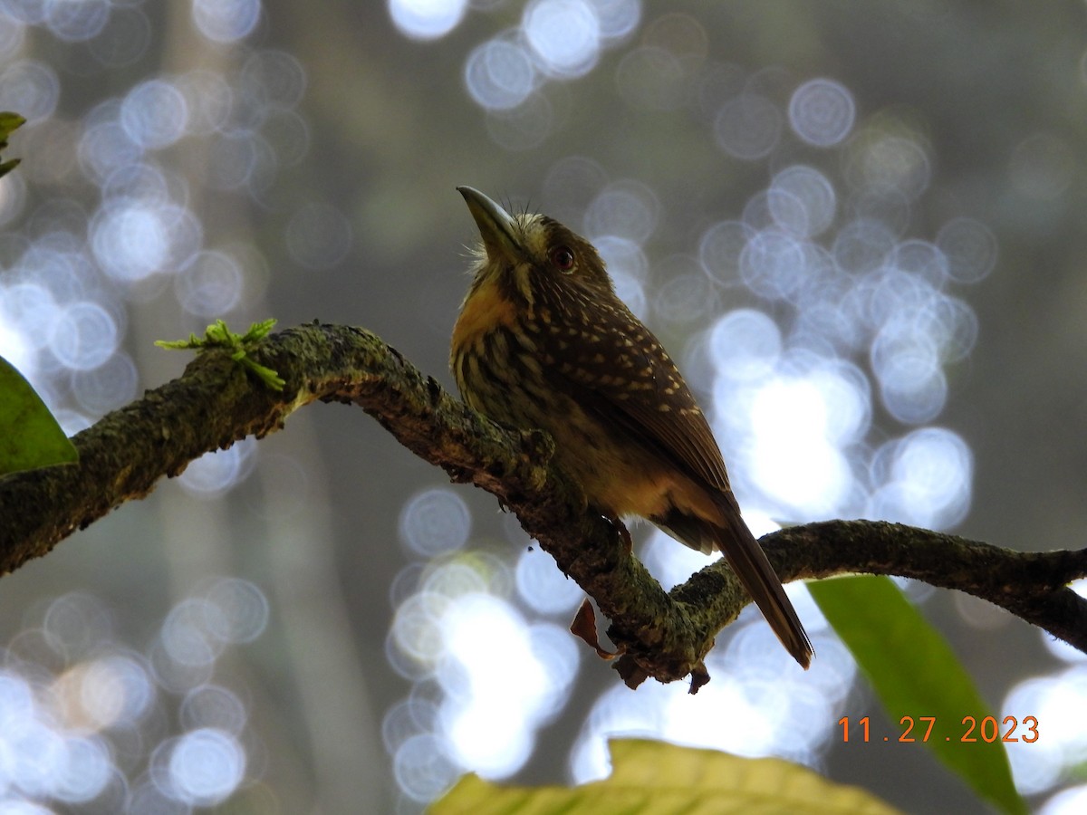 White-whiskered Puffbird - Peter Davey