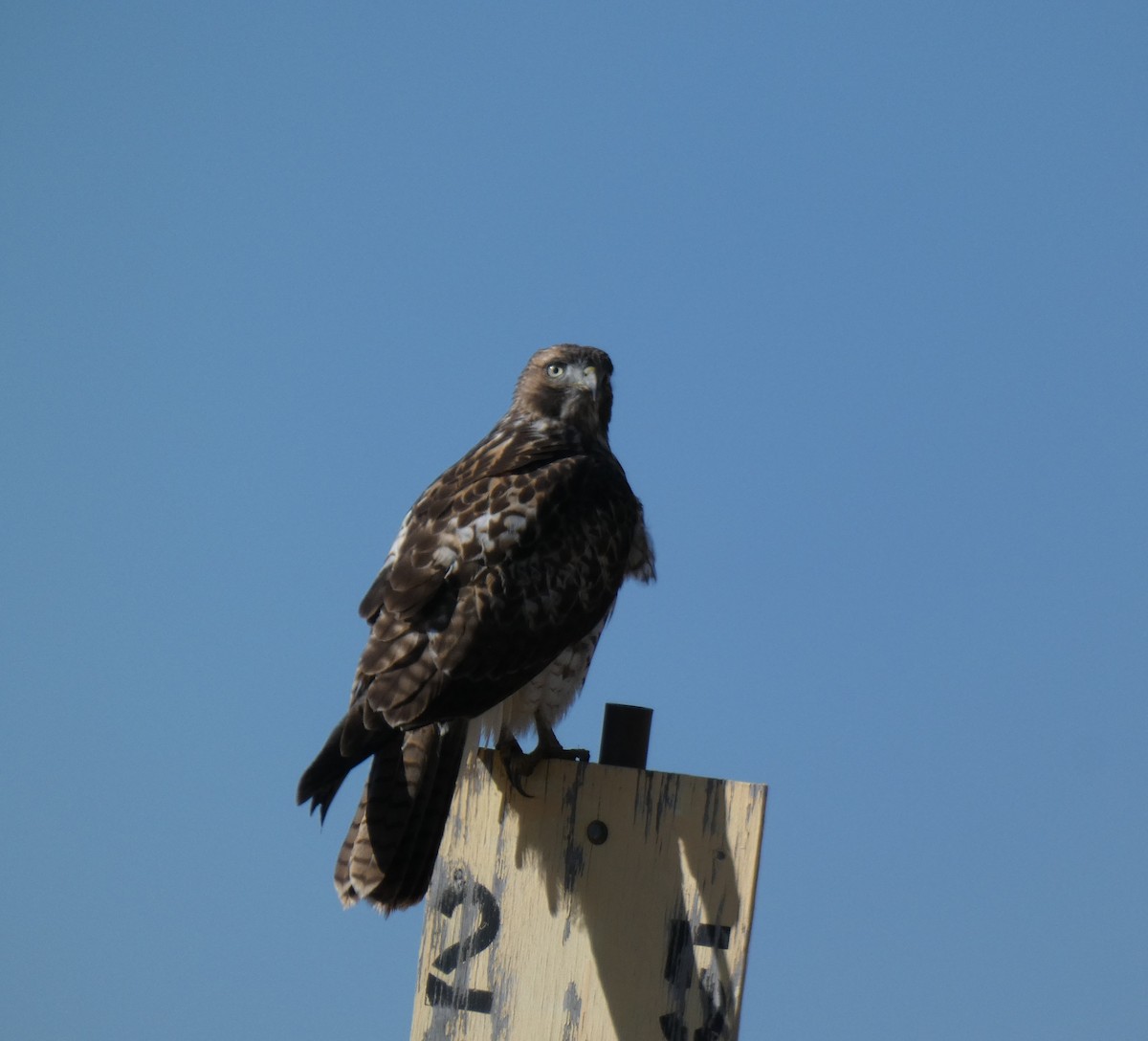 káně rudochvostá - ML611952217