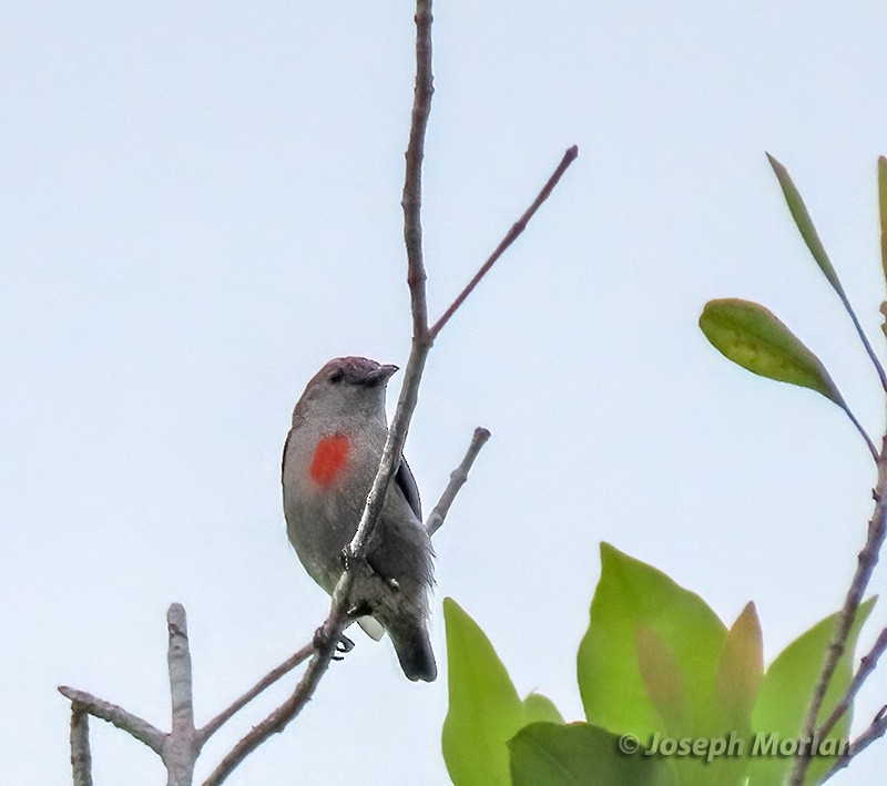 Ashy Flowerpecker - ML611952224