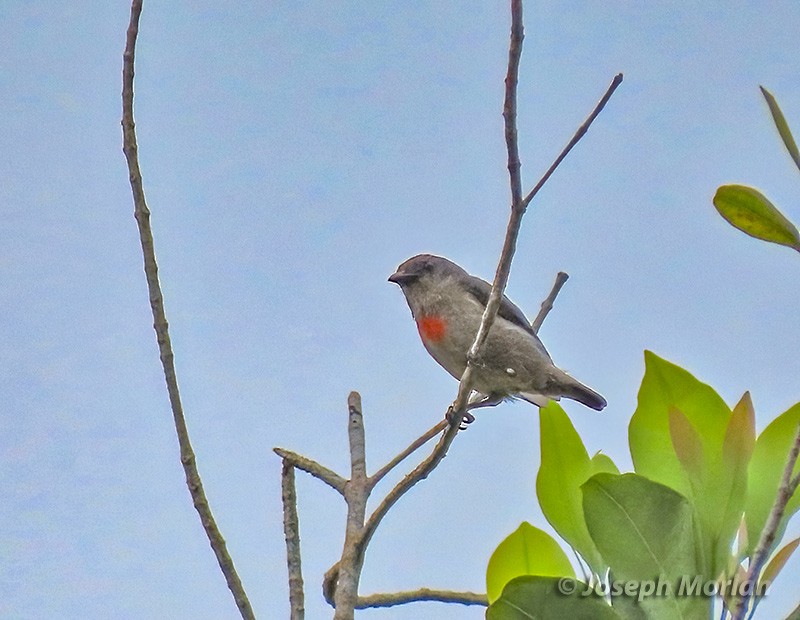 Ashy Flowerpecker - Joseph Morlan