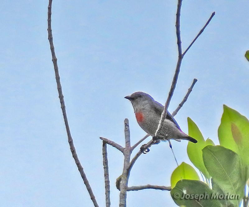 Ashy Flowerpecker - ML611952226