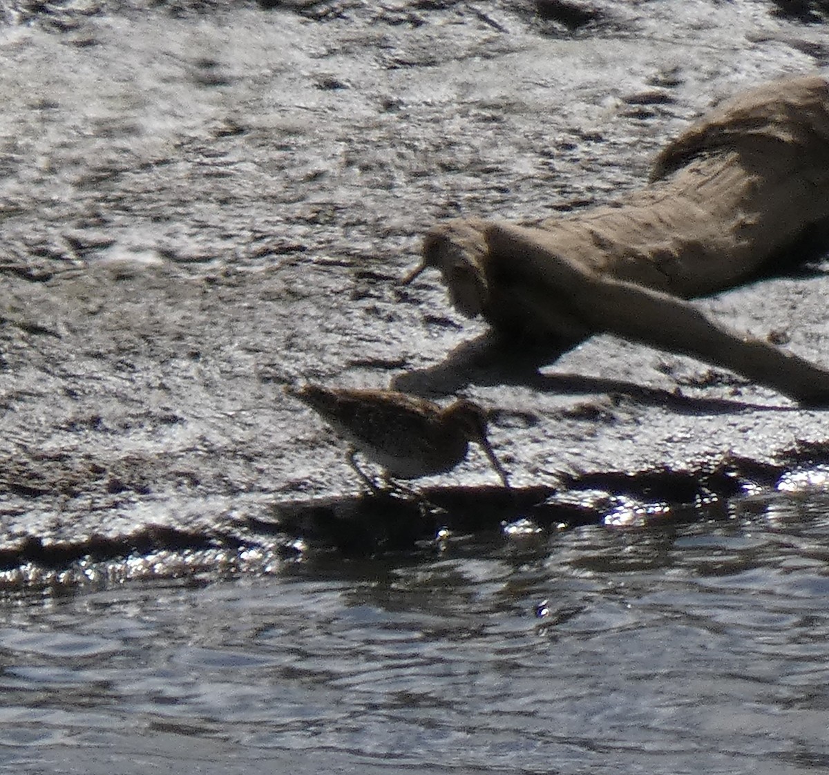 bekasina severoamerická - ML611952270