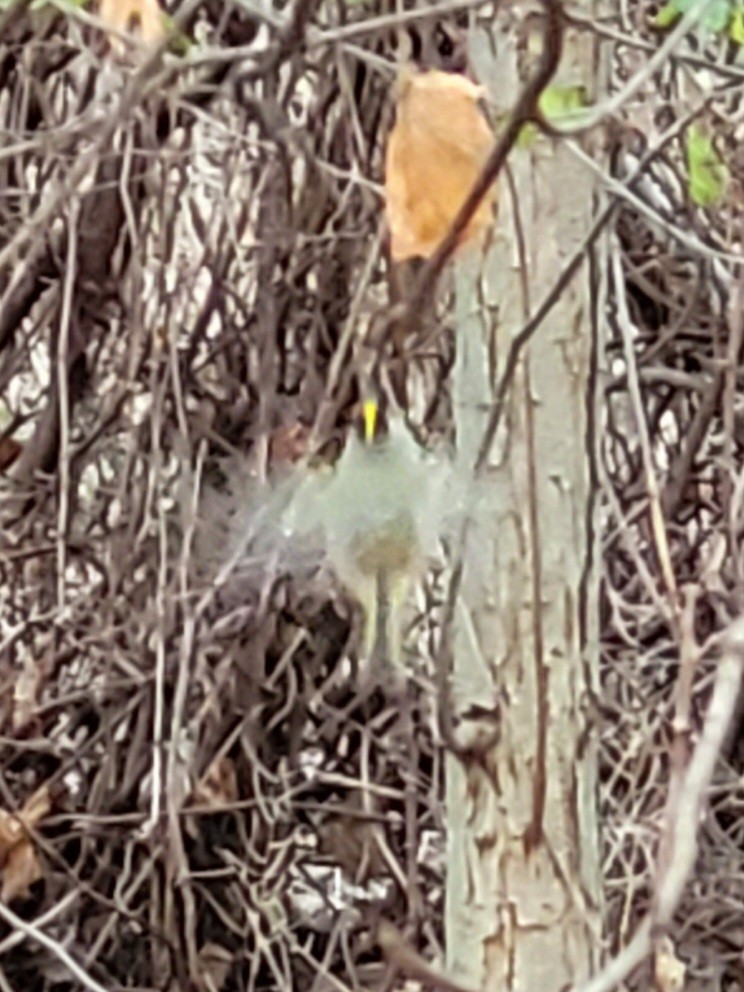 Golden-crowned Kinglet - ML611952367