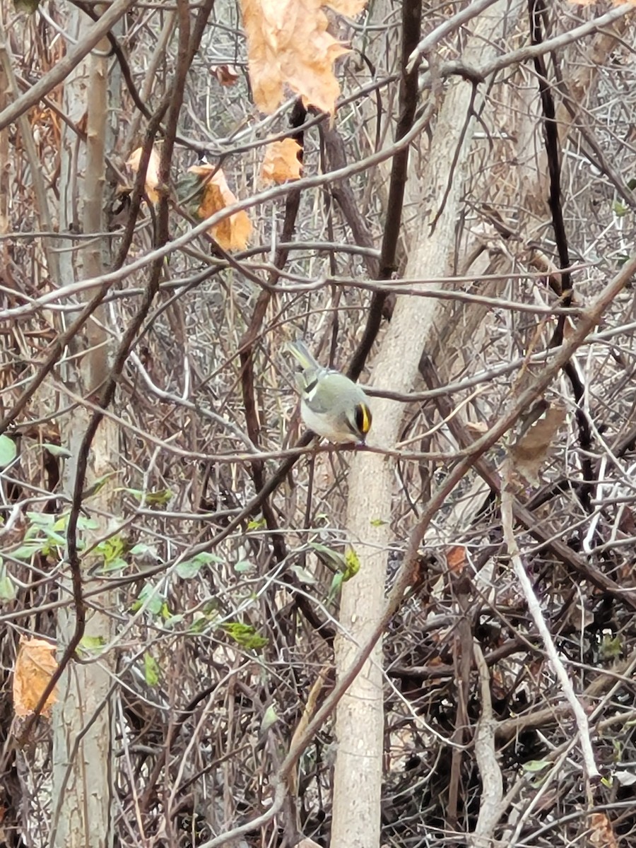 Golden-crowned Kinglet - ML611952368