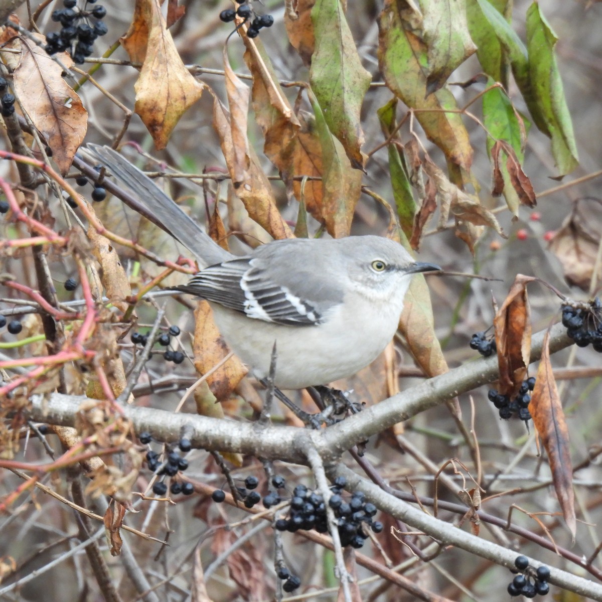 Northern Mockingbird - ML611952382