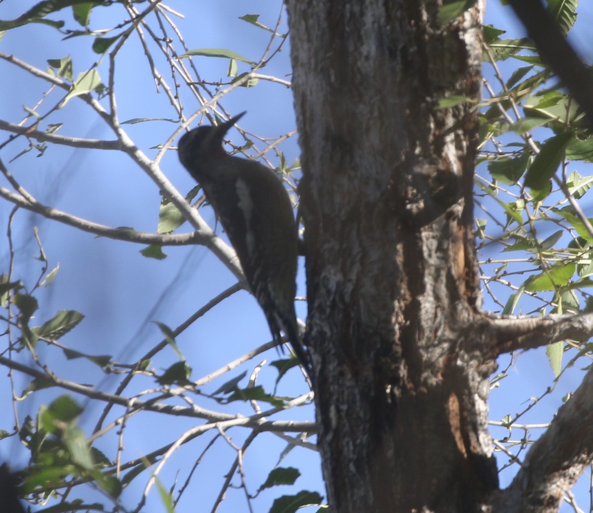 Red-naped Sapsucker - ML611952395