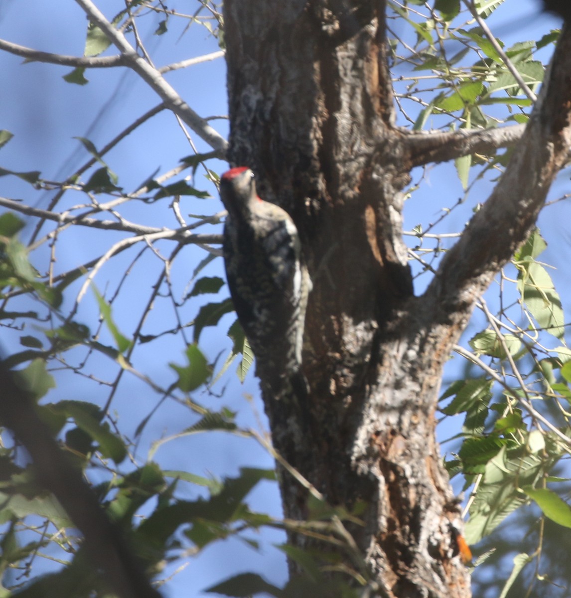 Red-naped Sapsucker - ML611952396