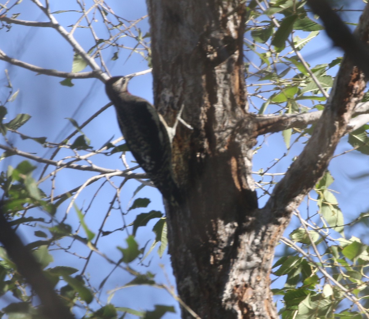 Red-naped Sapsucker - ML611952397