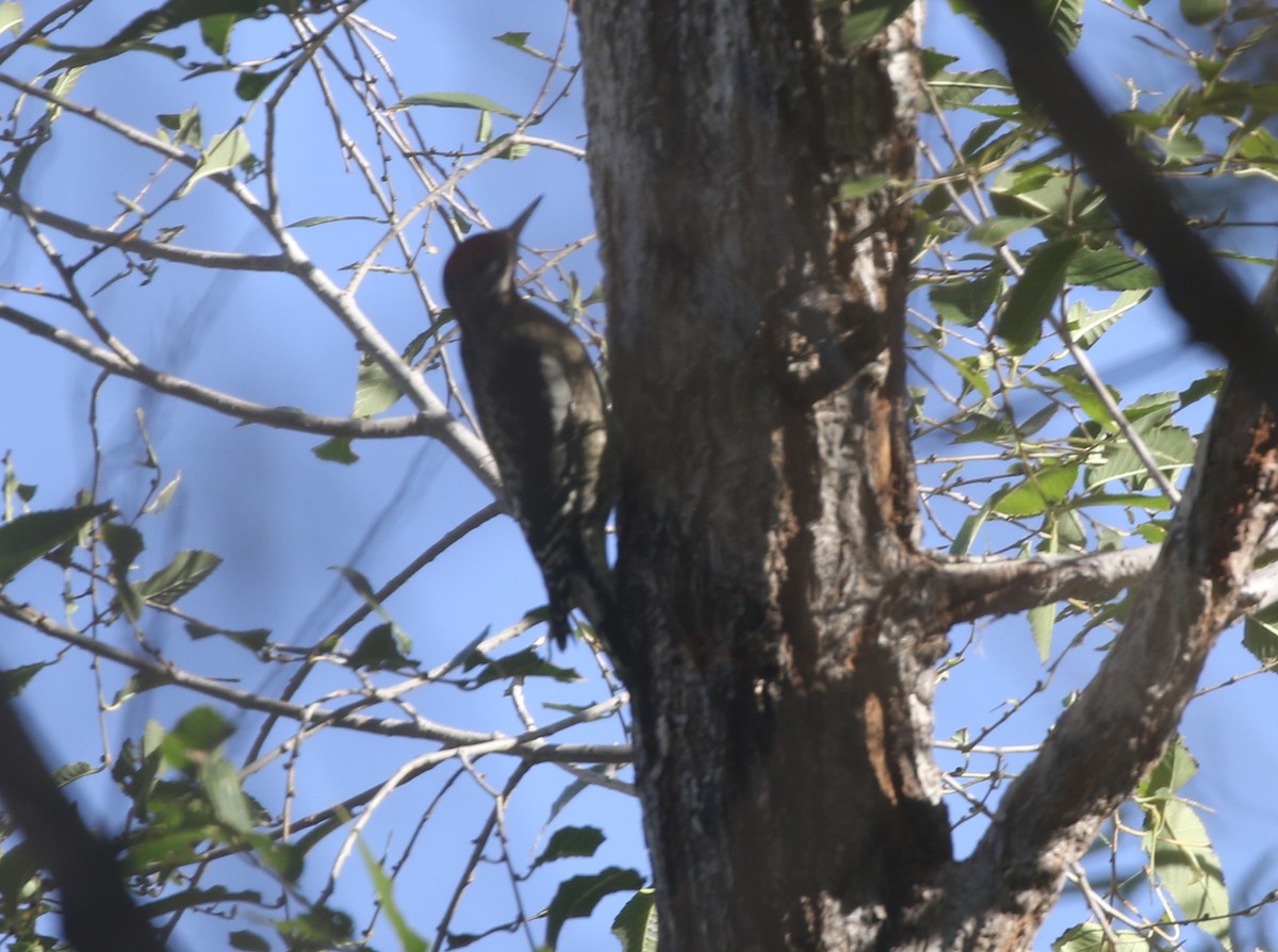 Red-naped Sapsucker - ML611952398