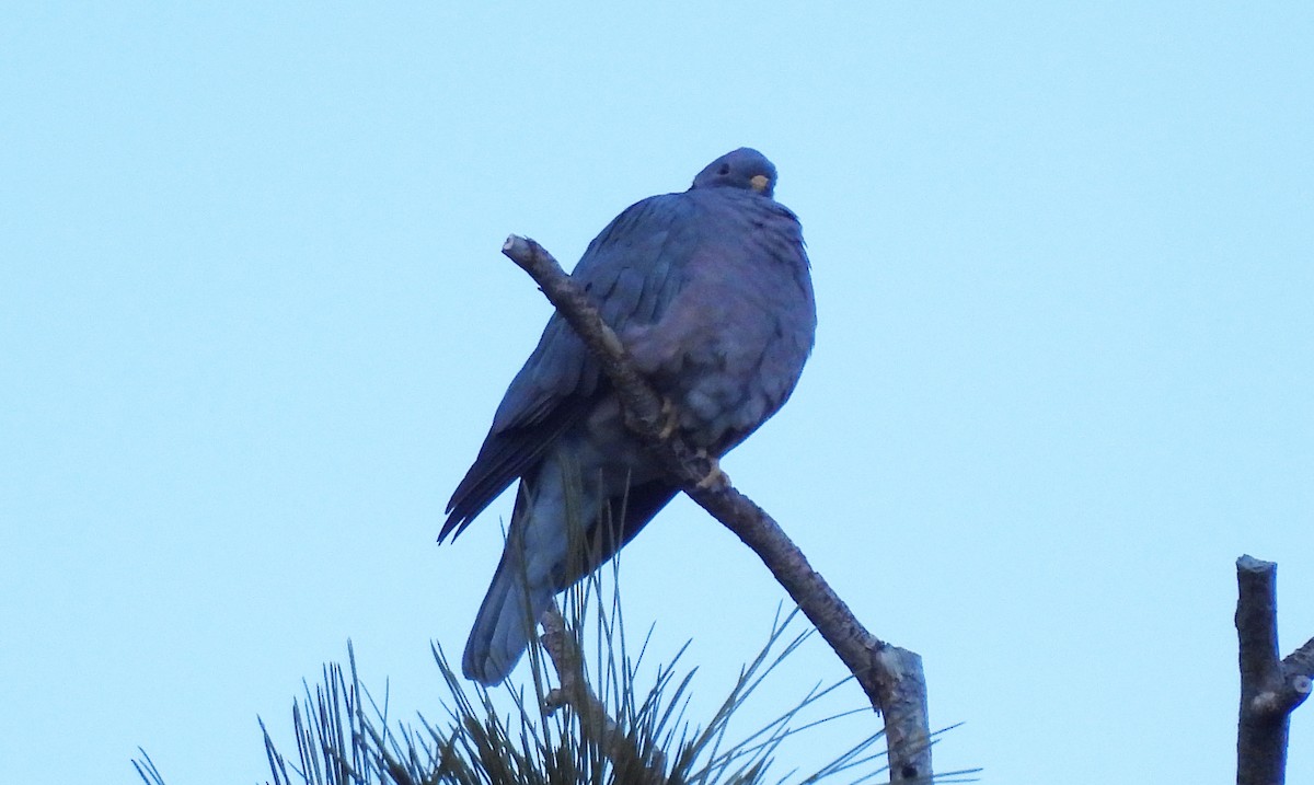 Band-tailed Pigeon - ML611952404
