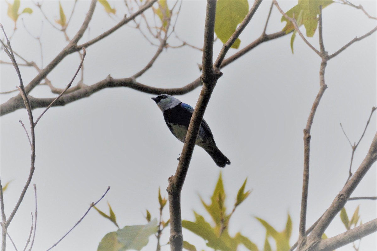 Masked Tanager - Dan Bormann