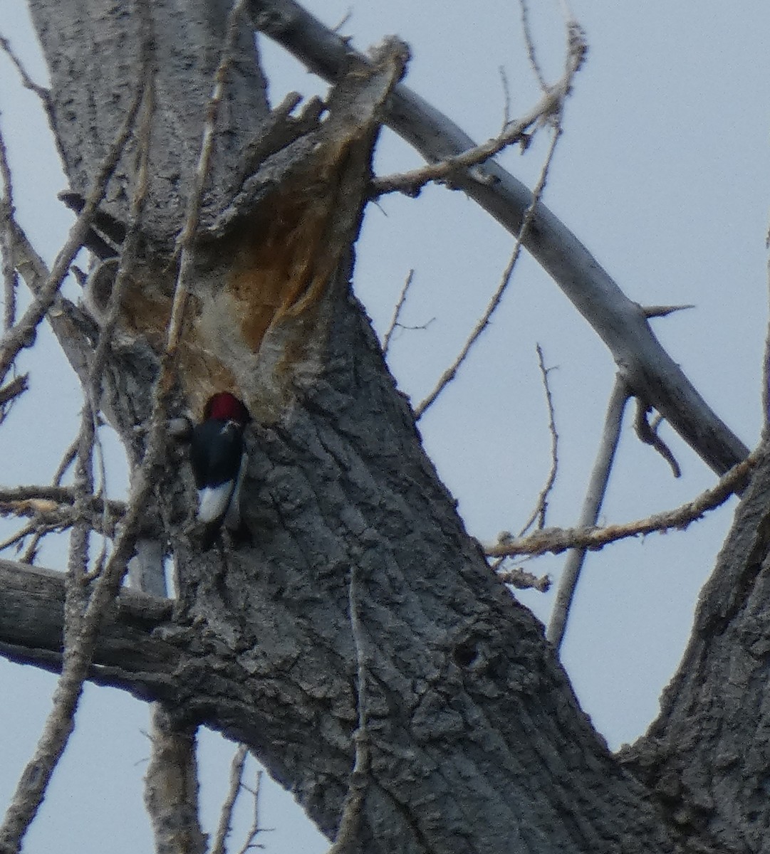 Pic à tête rouge - ML611952493