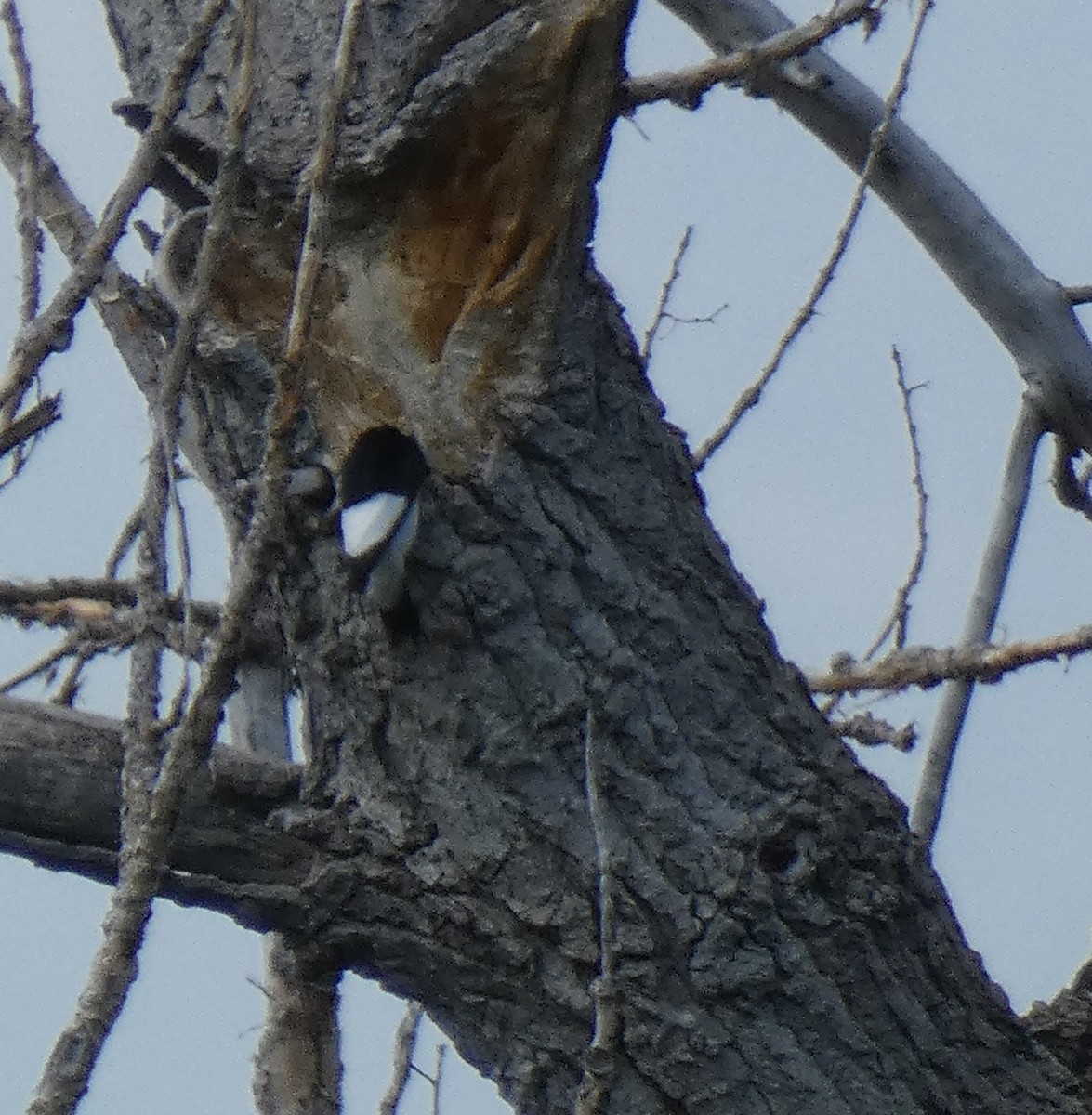 Red-headed Woodpecker - ML611952496