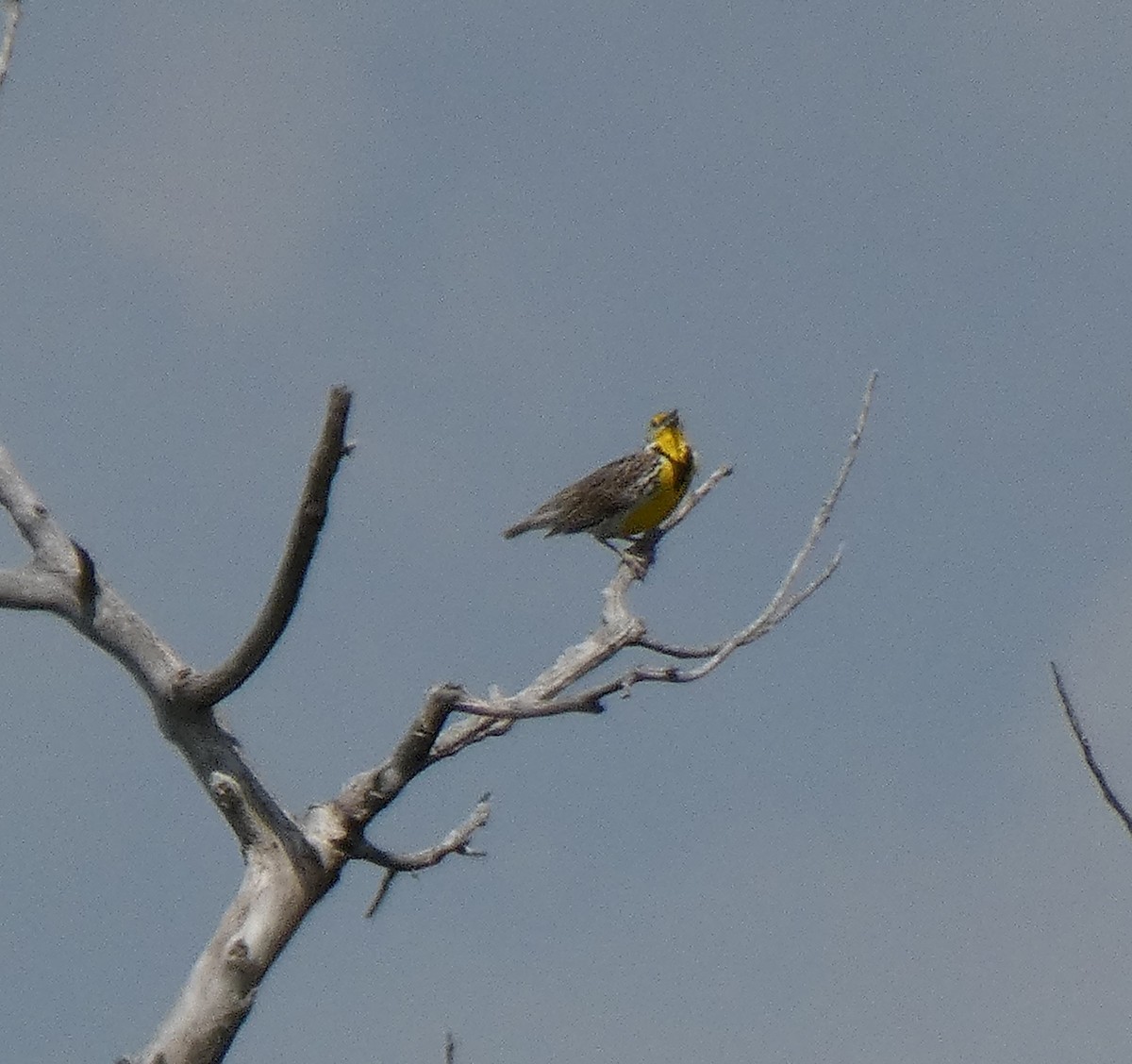 Western Meadowlark - Ned Wallace & Janet Rogers