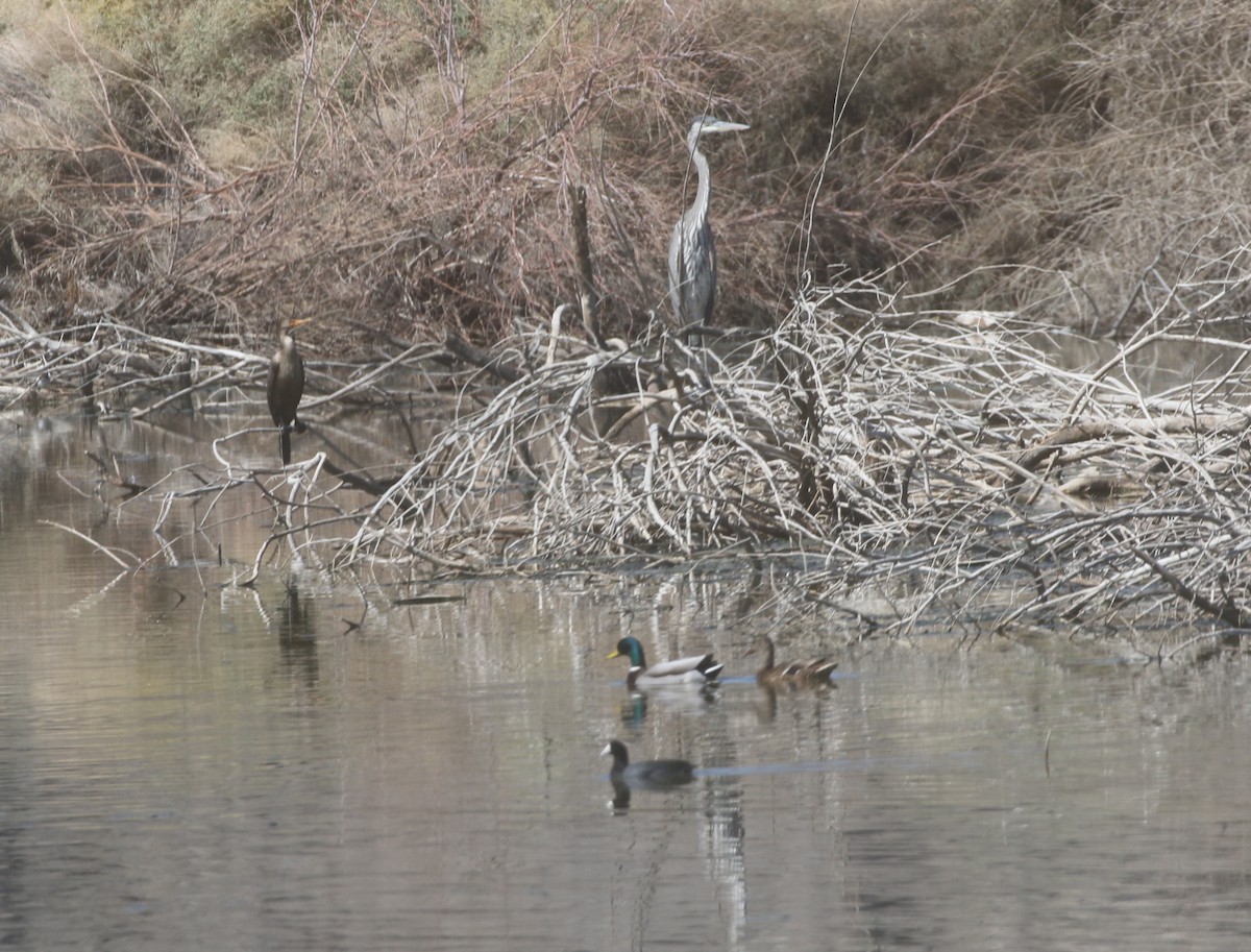 Double-crested Cormorant - logan kahle