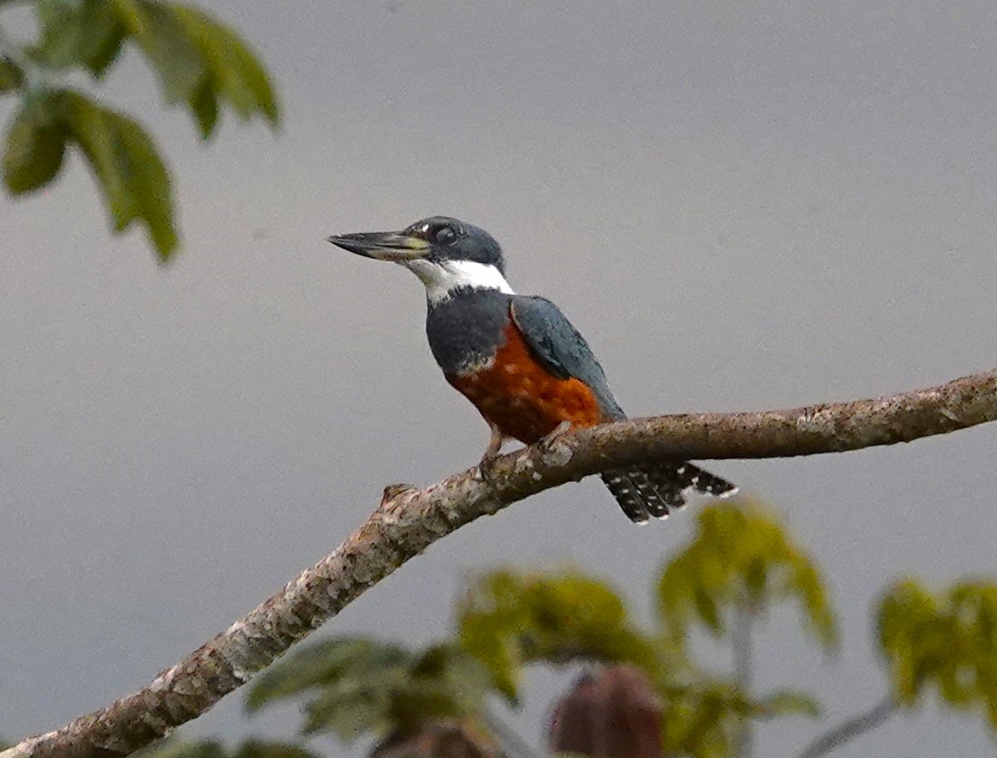 Martin-pêcheur à ventre roux - ML611952589