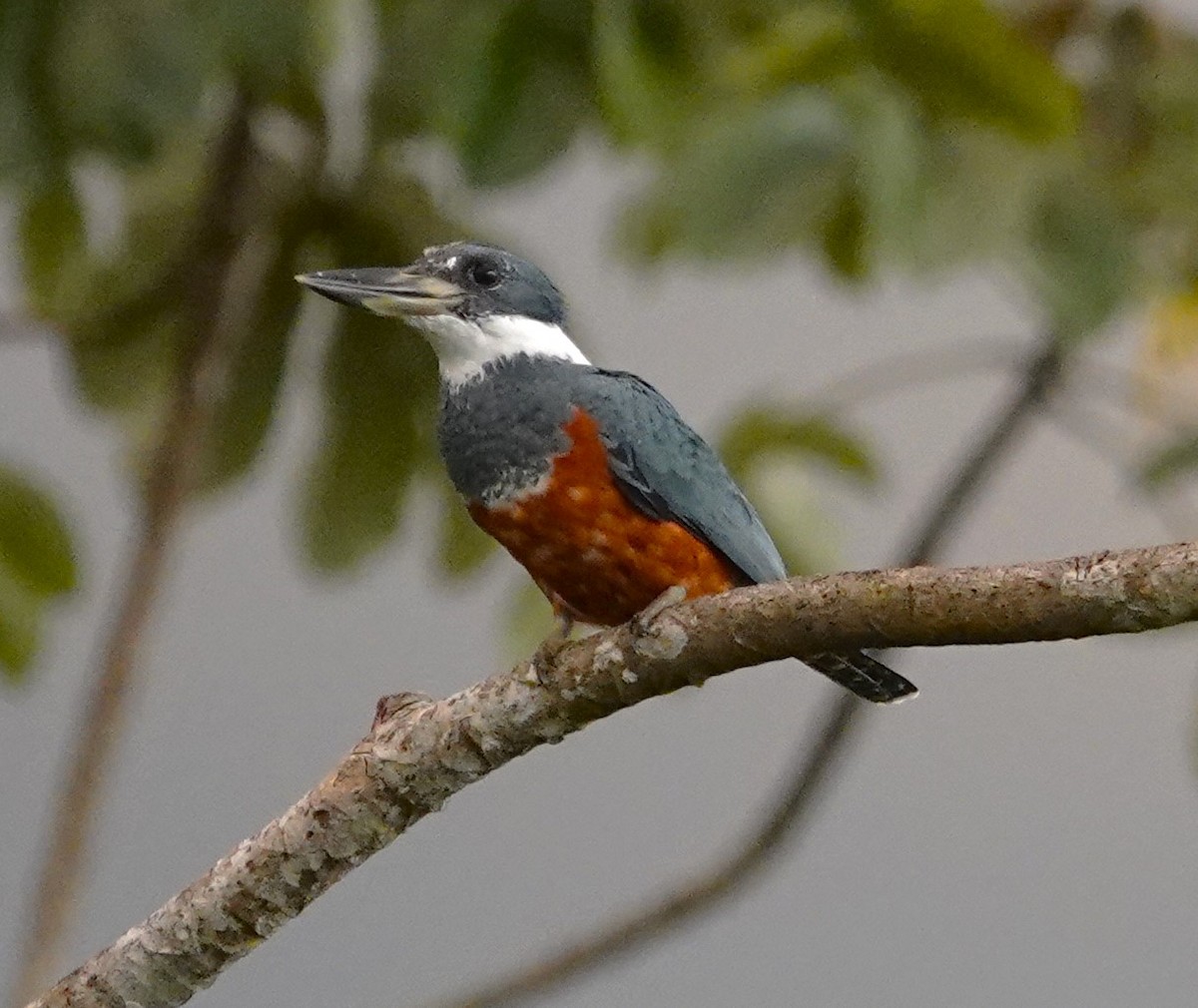 Martin-pêcheur à ventre roux - ML611952595