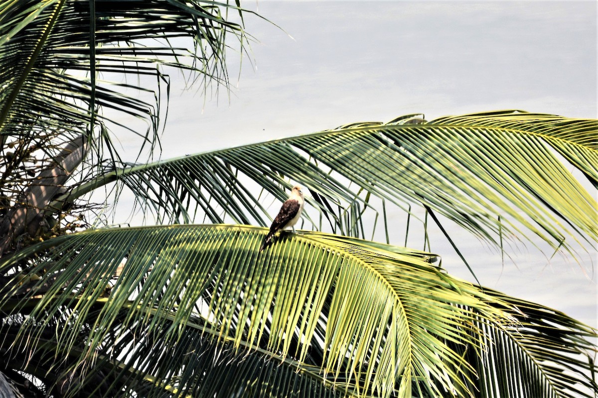 Yellow-headed Caracara - ML611952750