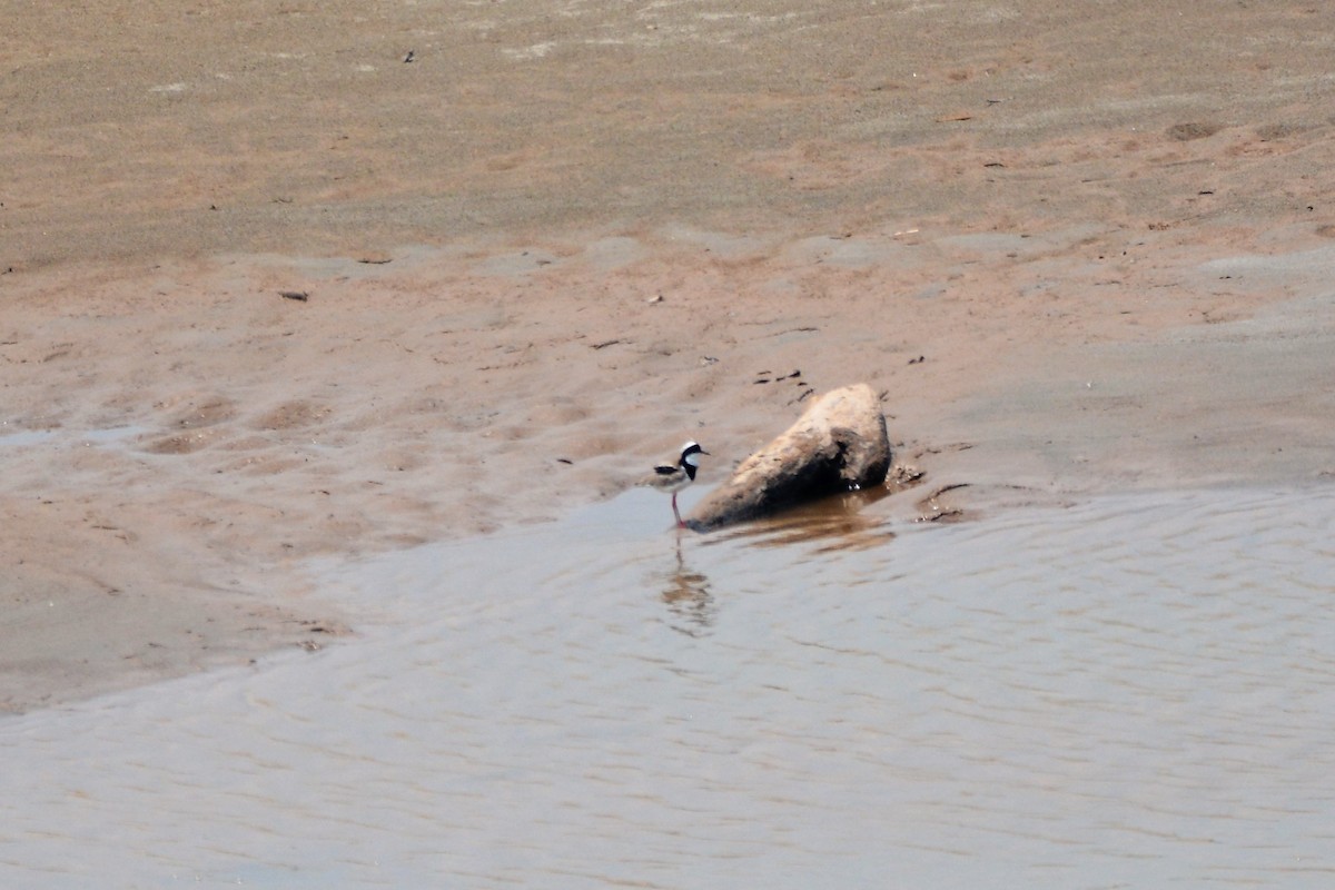 Pied Plover - ML611952793