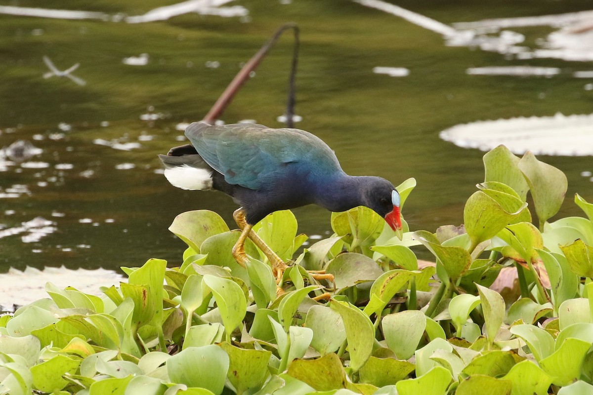 Purple Gallinule - John and Milena Beer