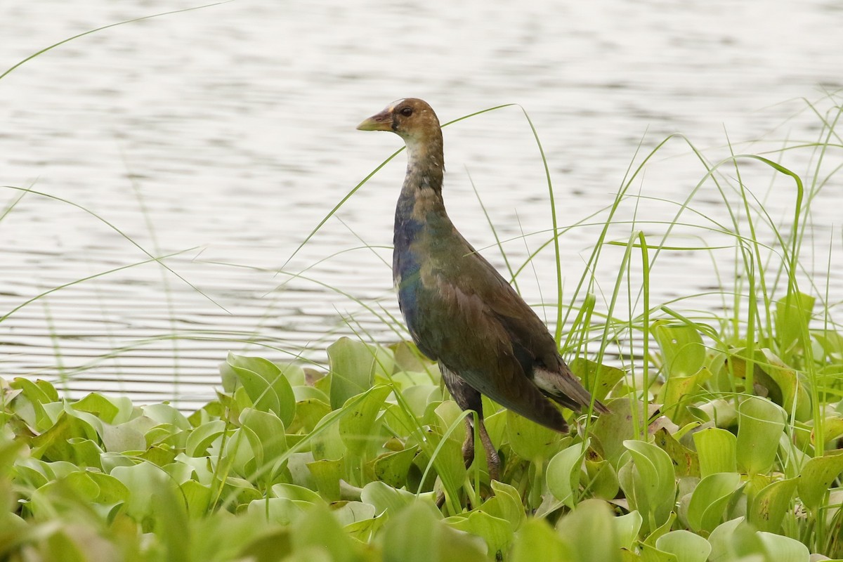 Purple Gallinule - John and Milena Beer