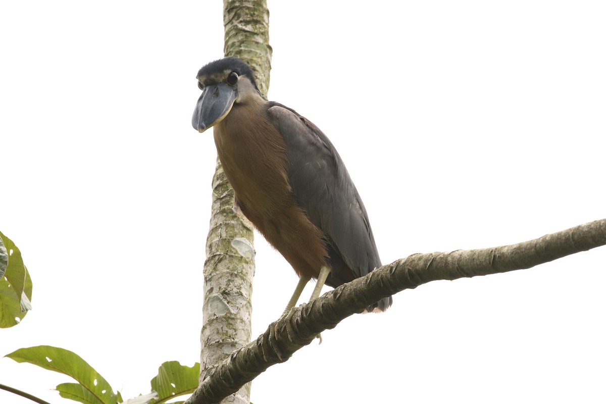 Boat-billed Heron - John and Milena Beer