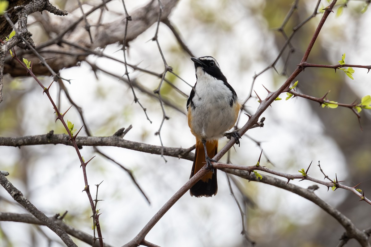 White-throated Robin-Chat - Mason Flint