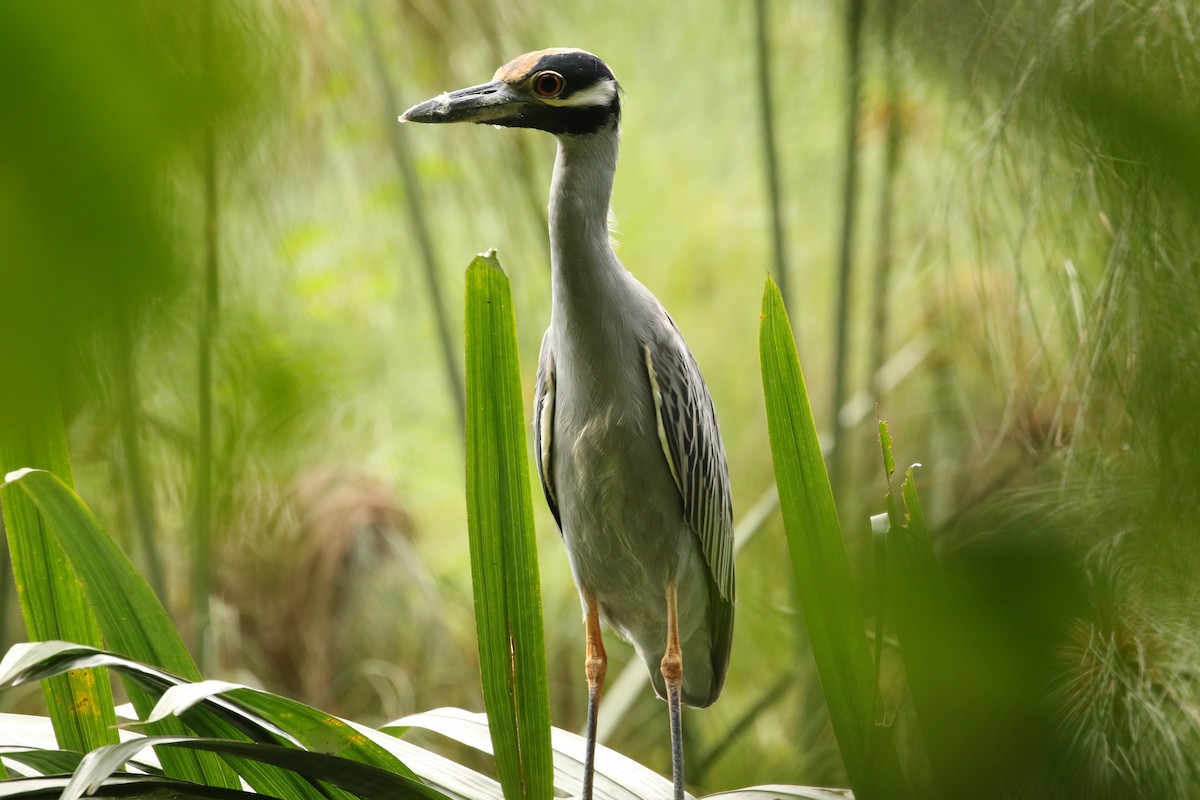 Yellow-crowned Night Heron - John and Milena Beer