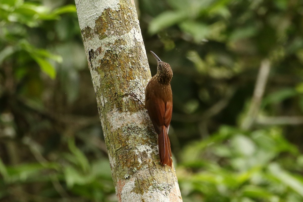 Cocoa Woodcreeper - John and Milena Beer