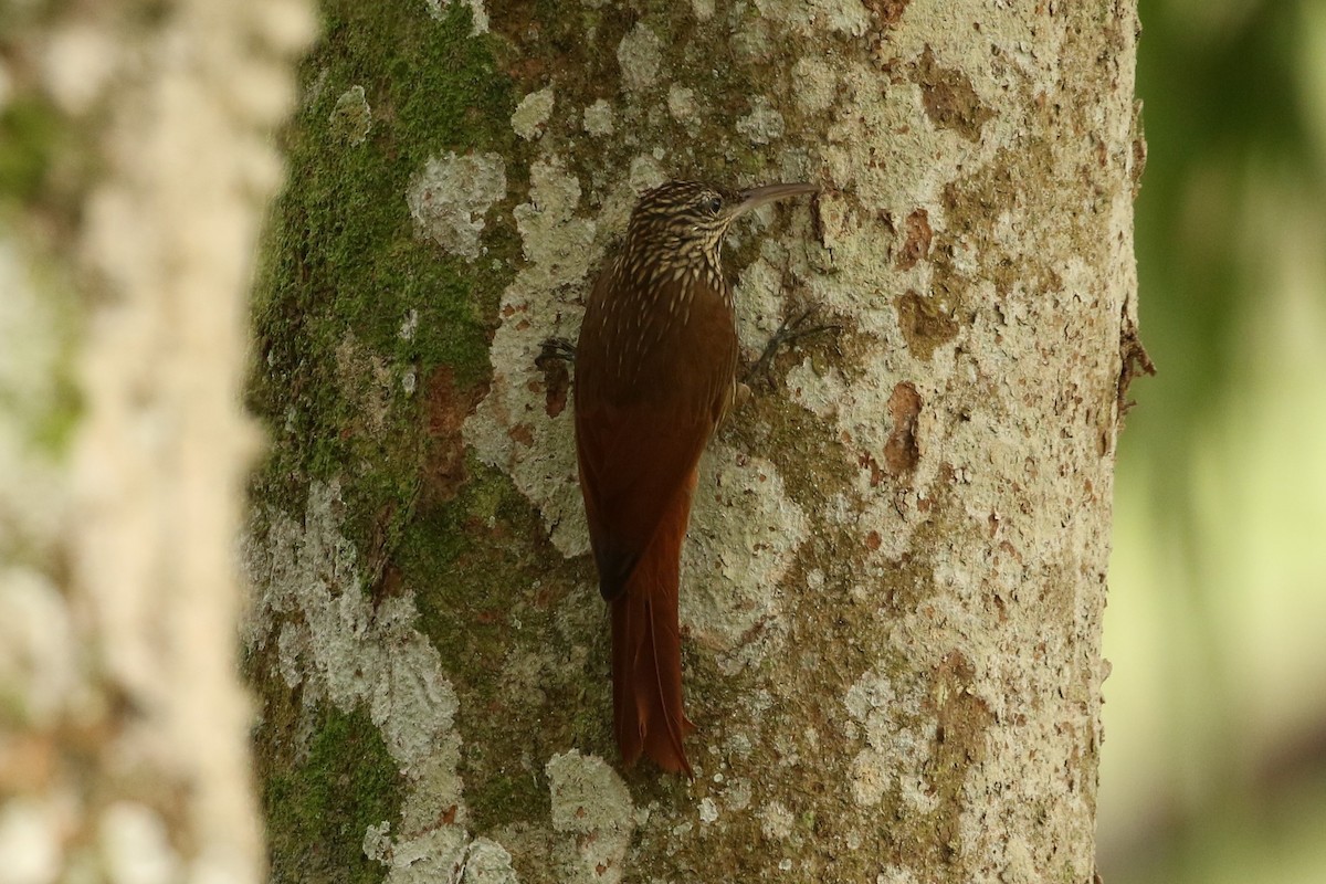 Streak-headed Woodcreeper - John and Milena Beer