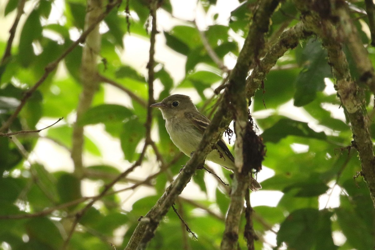 Alder/Willow Flycatcher (Traill's Flycatcher) - John and Milena Beer