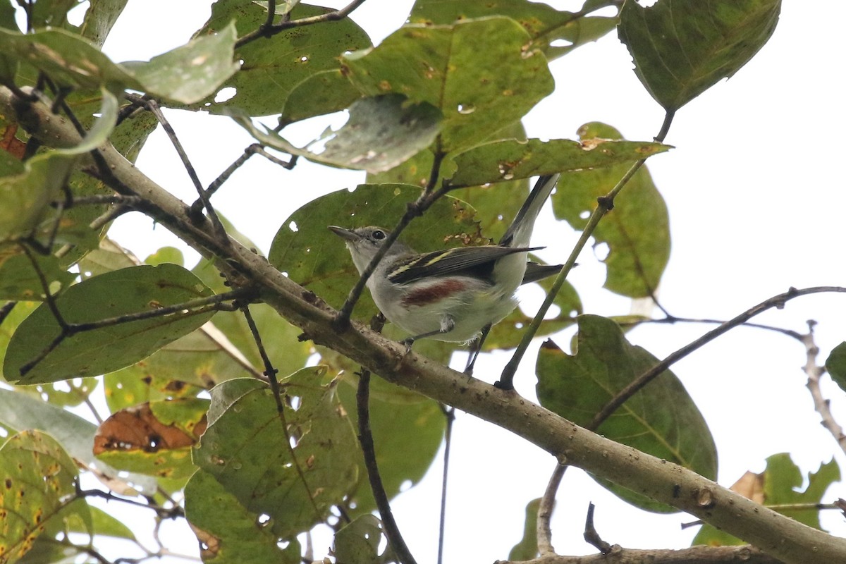 Chestnut-sided Warbler - John and Milena Beer