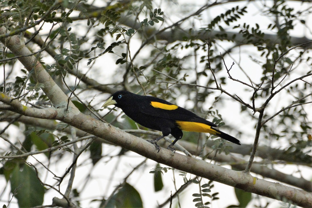 Yellow-rumped Cacique - Dan Bormann