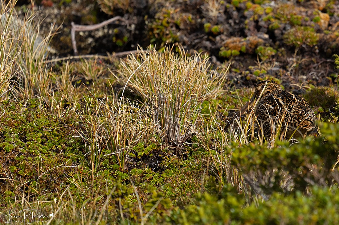 Fuegian Snipe - ML611952916