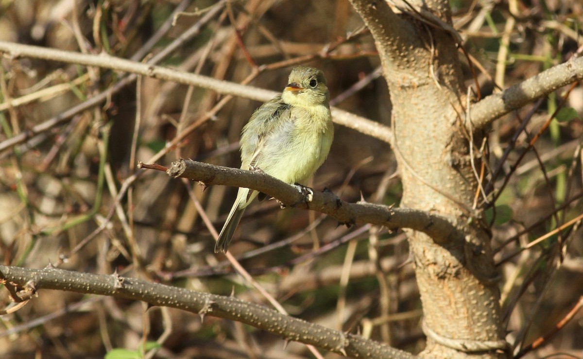 Western Flycatcher - ML611952919