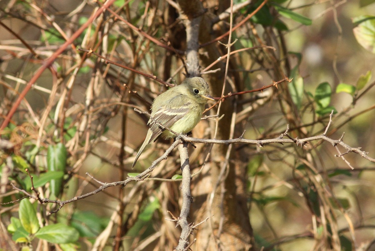 Western Flycatcher - ML611952929