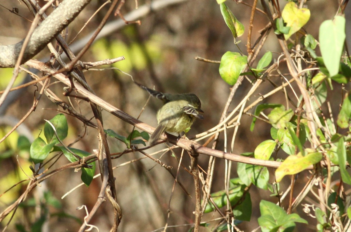 Western Flycatcher - ML611952934