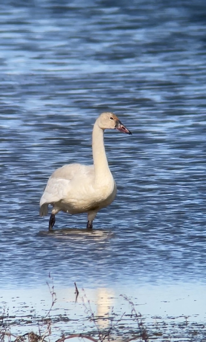 Tundra Swan - ML611952943