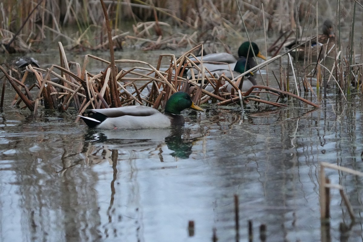 Mallard - Tony Birder