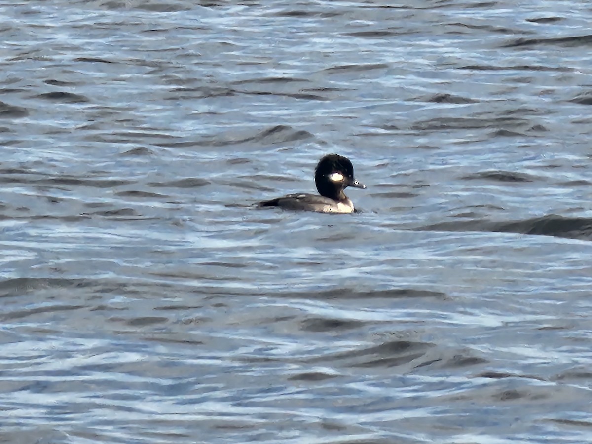 Bufflehead - ML611952976