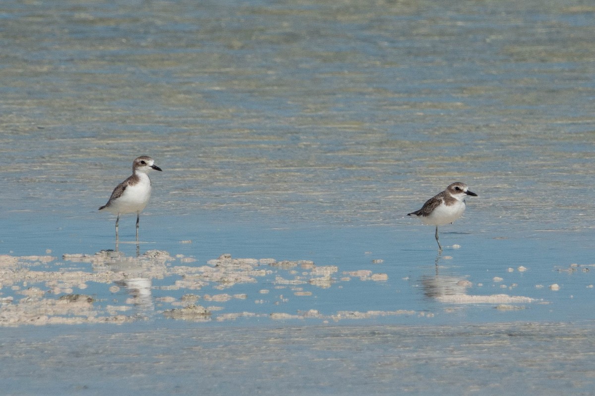 Greater Sand-Plover - Jan Lile