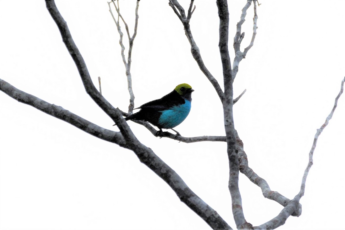 Paradise Tanager - Dan Bormann