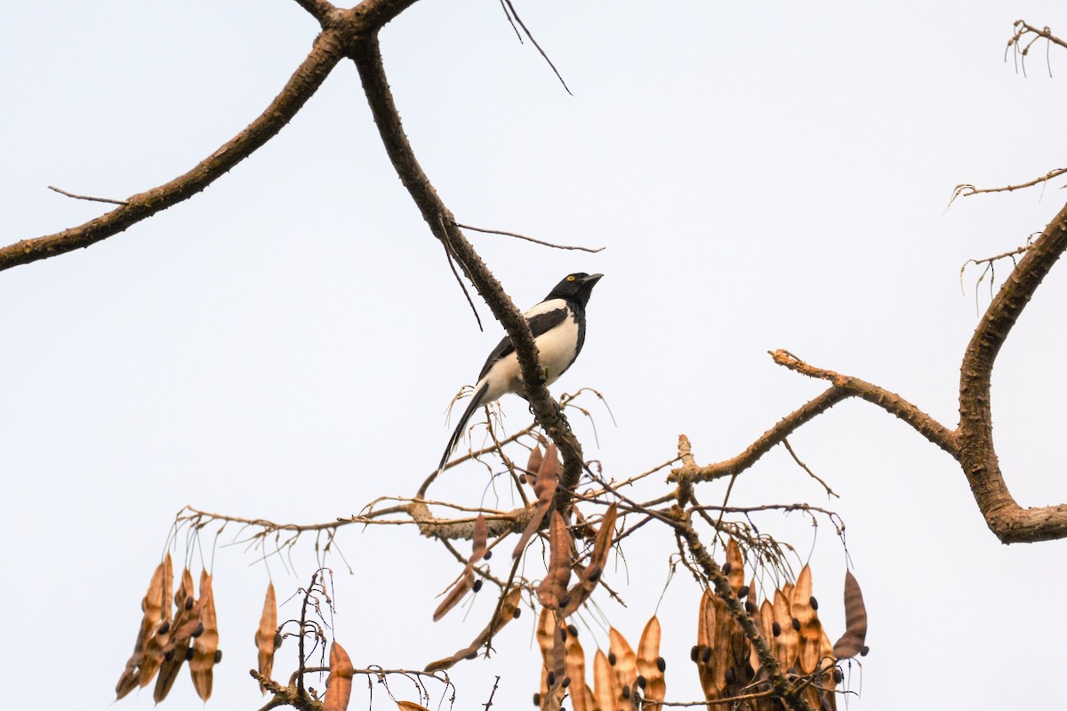 Magpie Tanager - Dan Bormann