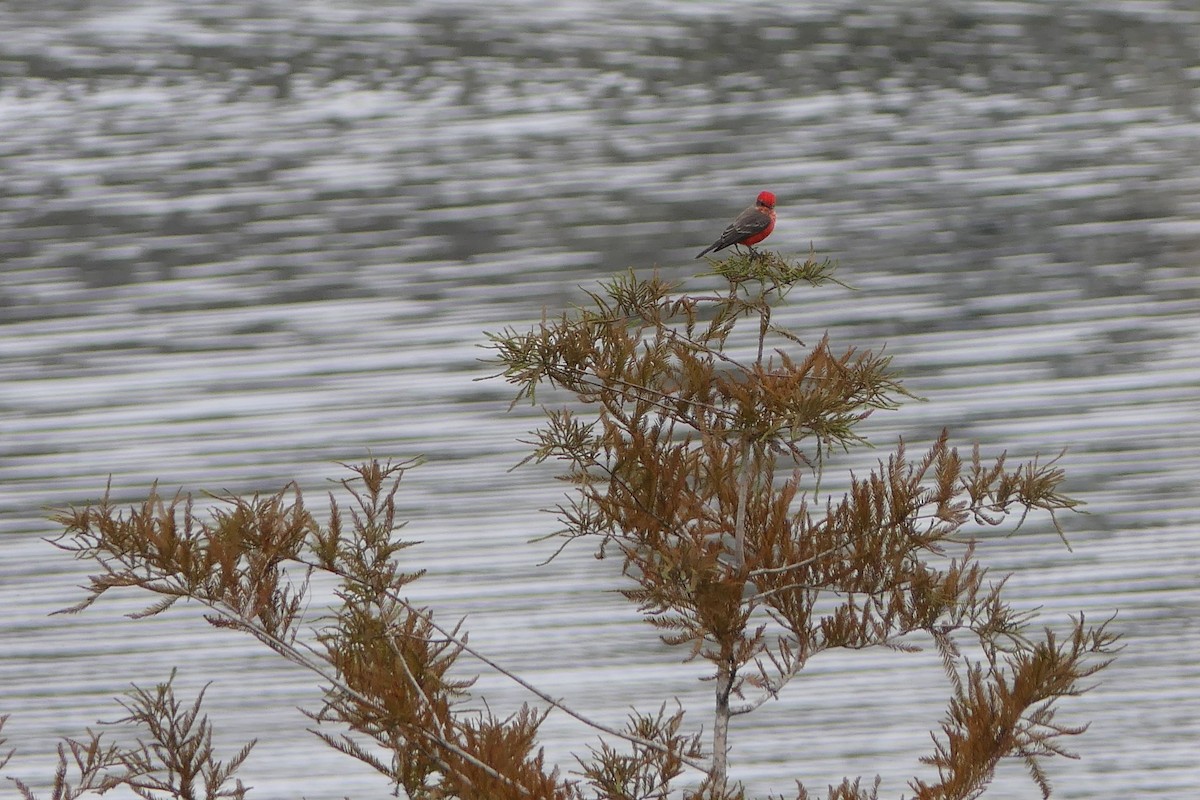 Vermilion Flycatcher - Mark Brazzil