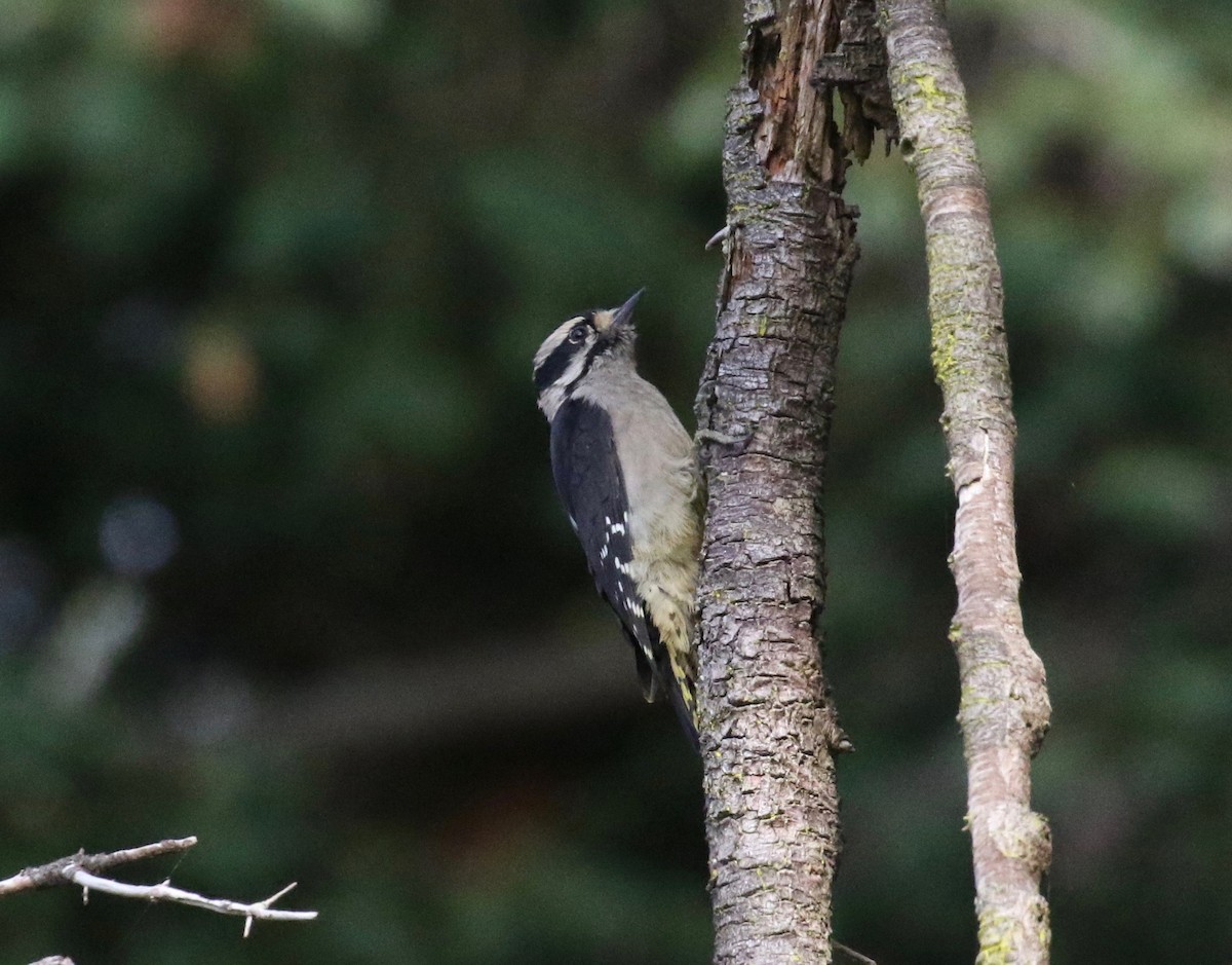 Downy Woodpecker (Pacific) - ML611953161