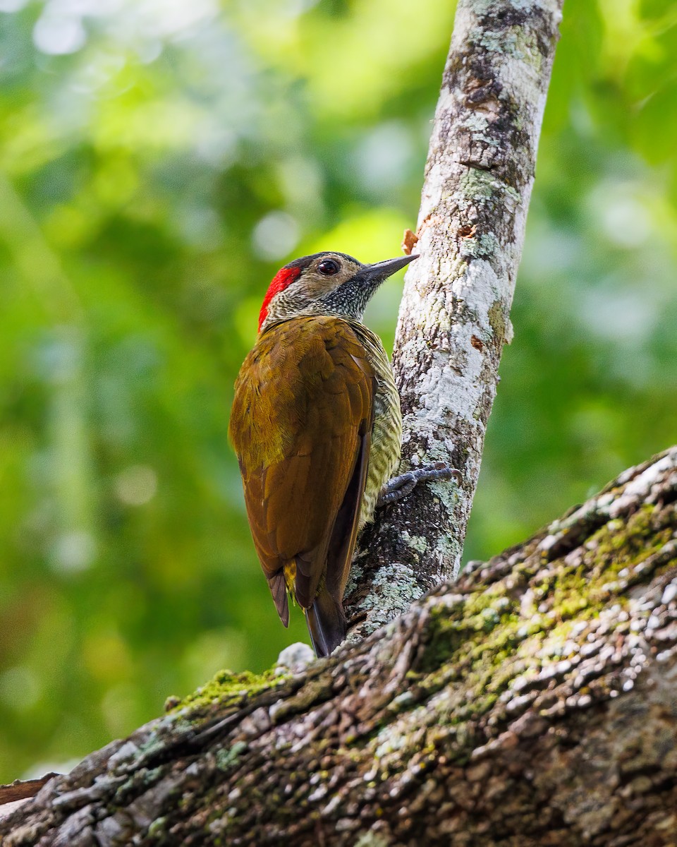 Golden-olive Woodpecker - ML611953288